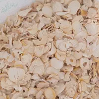 موسیر
