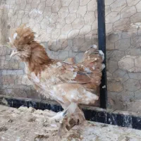 جوجه سلطان