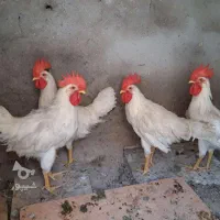 خروس سفید