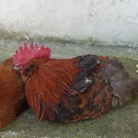 خروس نژاد دار،۲عدد خروس تزئینی(چینی)