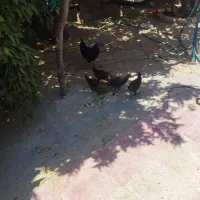 فروش چند جوجه محلی