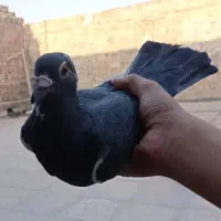 کبوتر یهودی
