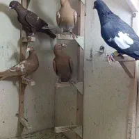 کفتر میولمنز و سرک شهری