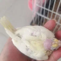 جوجه عروس هلندی
