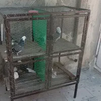 جفت کن قفس کبوتر