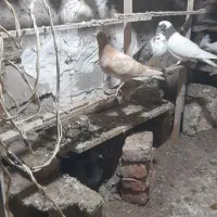 کبوتر فروش