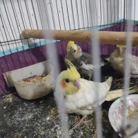 عروس هلندی