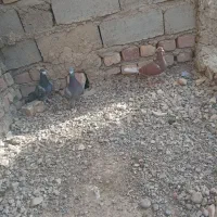 کبوتر نرومادع