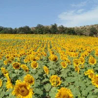 عسل کاملآ طبیعی بدون شکر