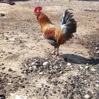 خروس