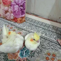 فروشی