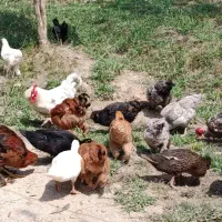 فروش مرغ و جوجه