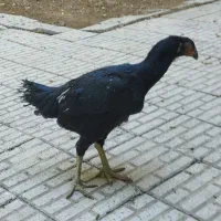 فروش یه عدد مرغ لاری کرچ مشکی یه تیغ