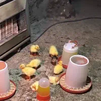 جوجه برهما و جوجه قوغاز سفید