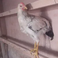 خروس محلی
