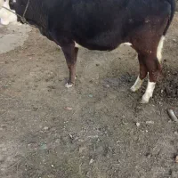 گاو گوساله سیمینتال