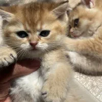 بچه گربه بریتیش گلد اصیل