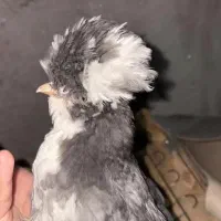پذیرش واگذاری