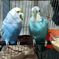 مرغ عشق|پرنده|هیرمند, |دیوار