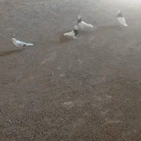 کفتر|پرنده|حمیدیا, |دیوار