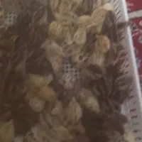 سلام بلدرچین نژاد سنگین وتخم