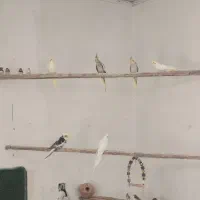 عروس هلندی