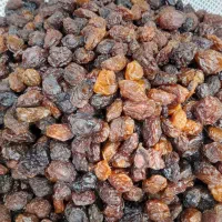 آلوچه|خوردنی و آشامیدنی|کرج, خلج آباد|دیوار