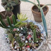 تعدادی گل