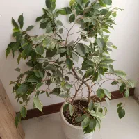 گل طبیعی