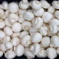 قارچ درجه یک وسوخاری