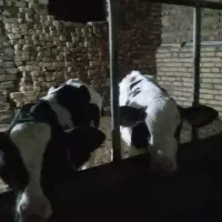 دوعدد گوساله نر
