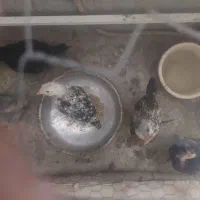 جوجه خروس و مرغ
