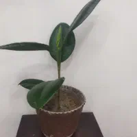 فروش گل باقیمت مناسب