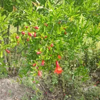 فروش باغ انار