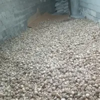 سیر|خوردنی و آشامیدنی|باسمنج, |دیوار