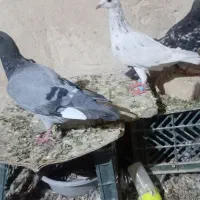 پرنده..|پرنده|تایباد, |دیوار
