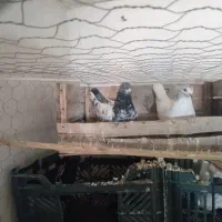 کبوتر پاکستانی وسیاه آبادانی وسیز