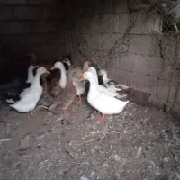 ۴ عدد اردک نر اندازه بزرگ