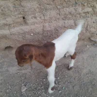 بزغاله چاق