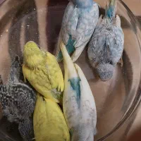 مرغ عشق دستی و رام