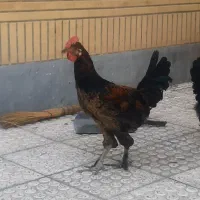 خروس جوان و خوش رنگ