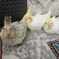 جوجه عروس هلندی