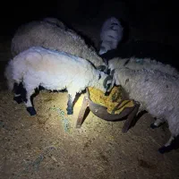بره