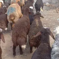 تعداد ۳۰ راس میش افشاری بره دار