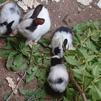 بچه خرگوش