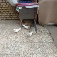 طوقی|پرنده|شوش, |دیوار