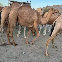 شترابستن  شیری خوب قیمت