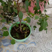 گلها|گل و گیاه طبیعی|ارومیه, |دیوار