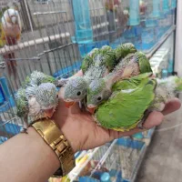 ملنگوگرینچیک خورشیدی شاه لوری راهب مجموعه قهرمانی