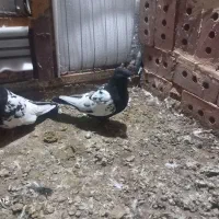 یک جفت نرکله دم سیاه ماده سینه سیاه